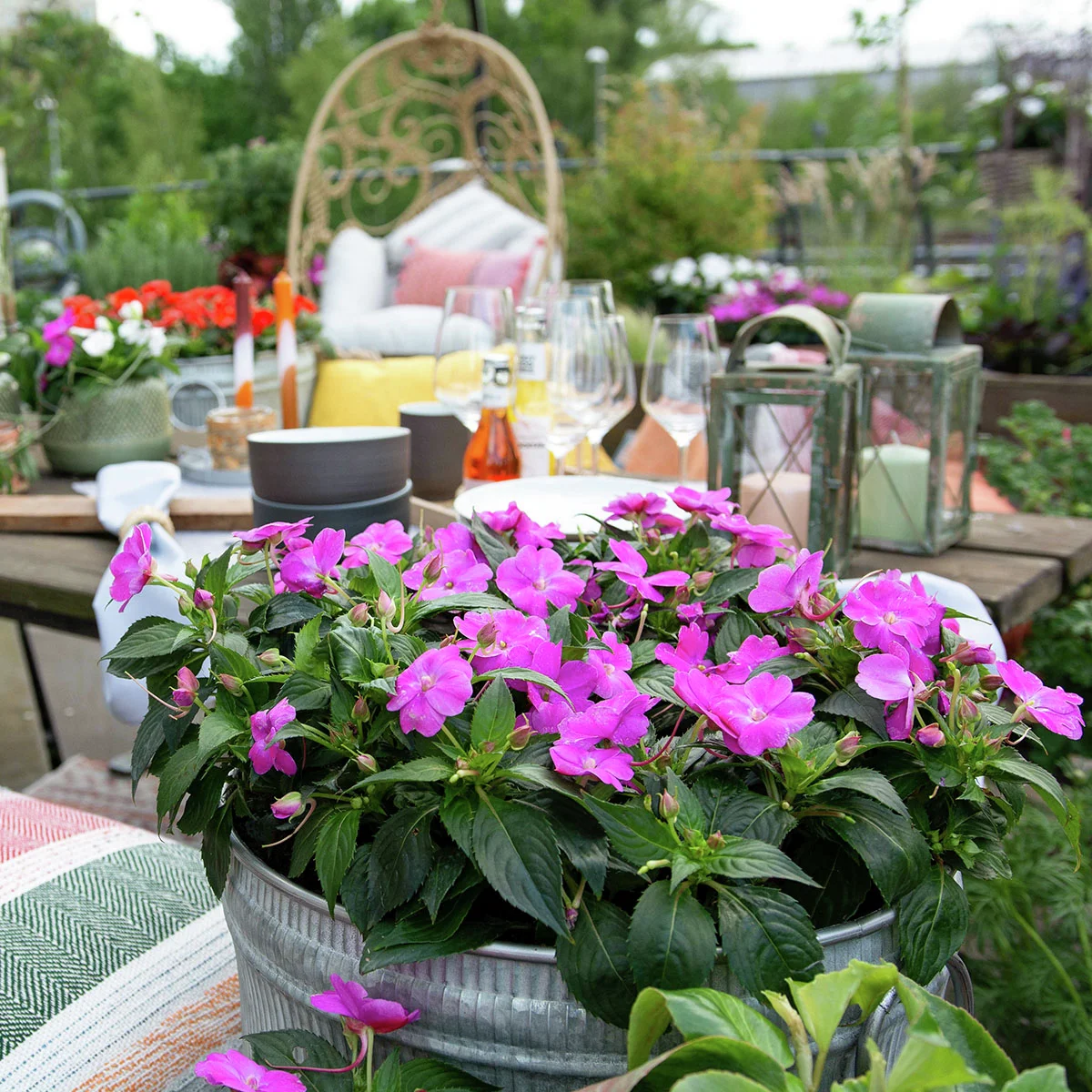 Fleißiges-Lieschen Sunpations™ Lilac