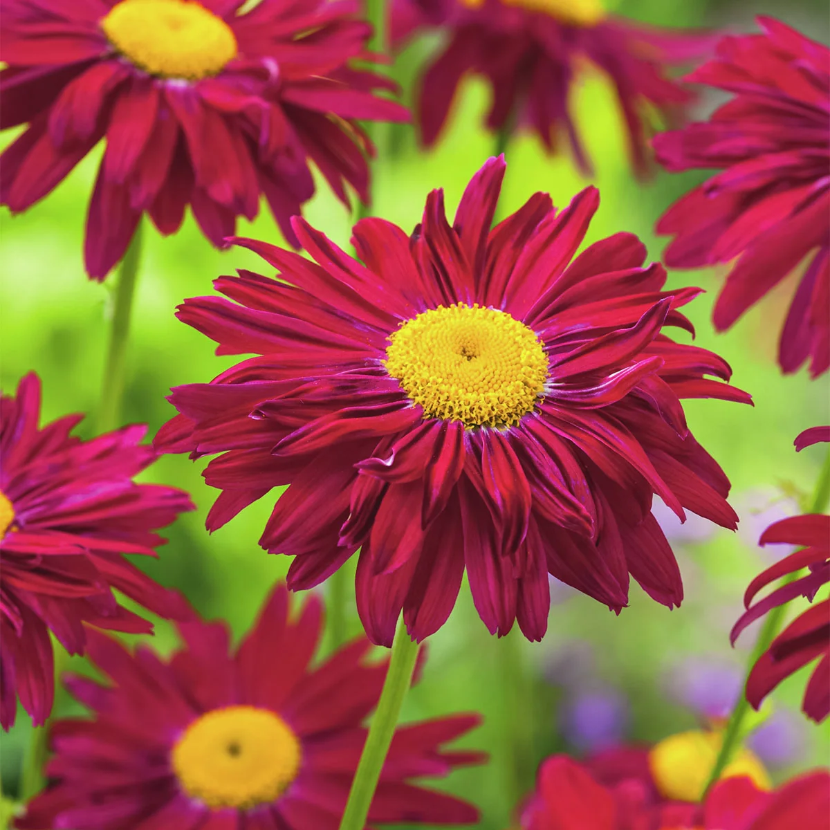 Garten-Margerite Robinsons Red