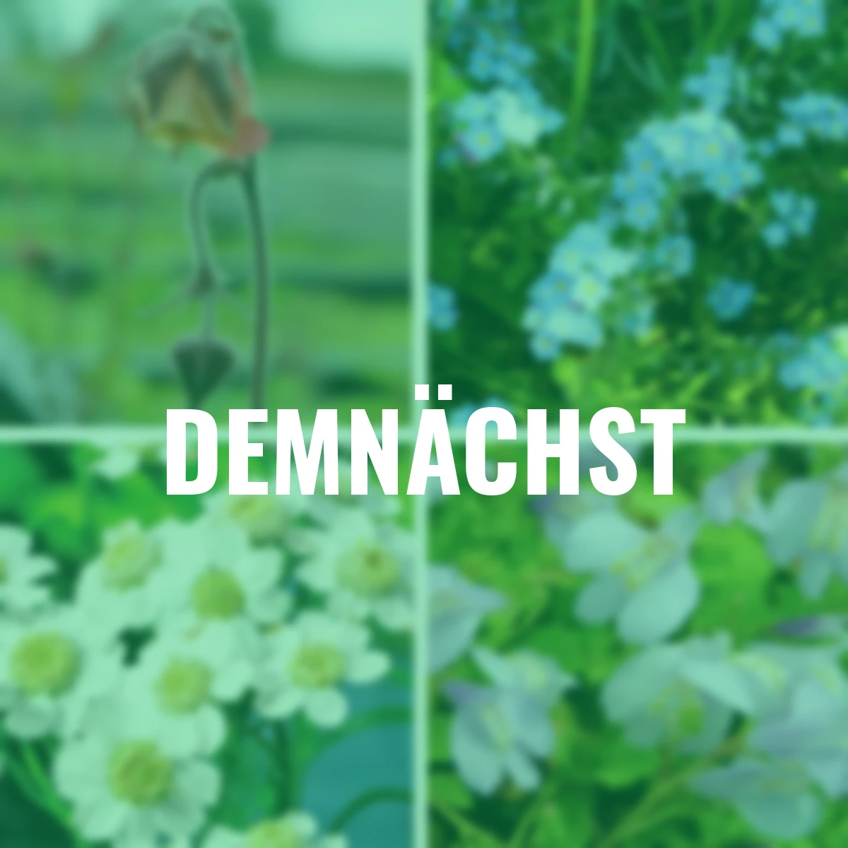 Wasserpflanzen-Set Uferzauber