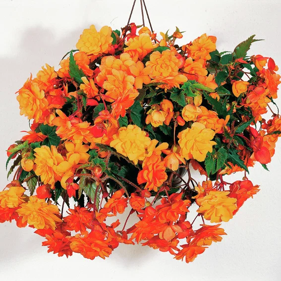 Girlanden-Begonie Illumination Apricot