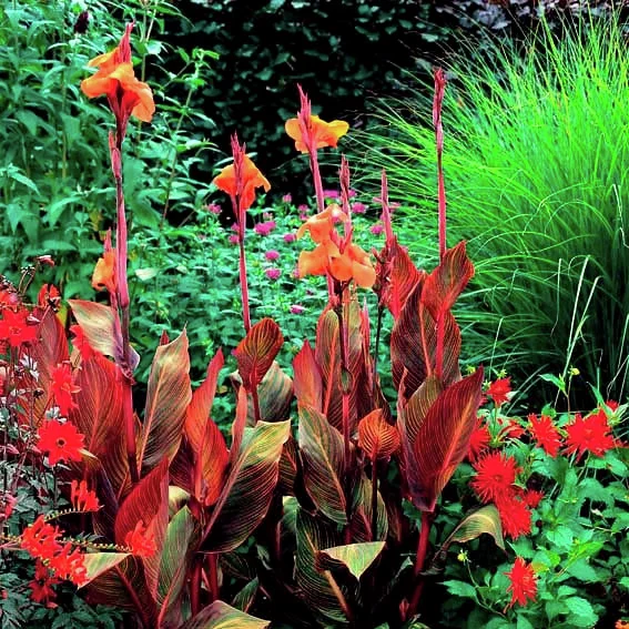 Riesen-Canna Andaloucia (Indisches Blumenrohr)