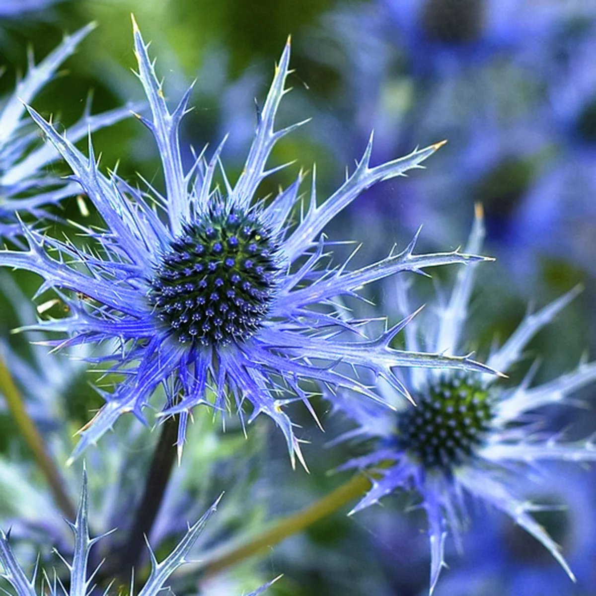 Garten-Mannstreu Big Blue