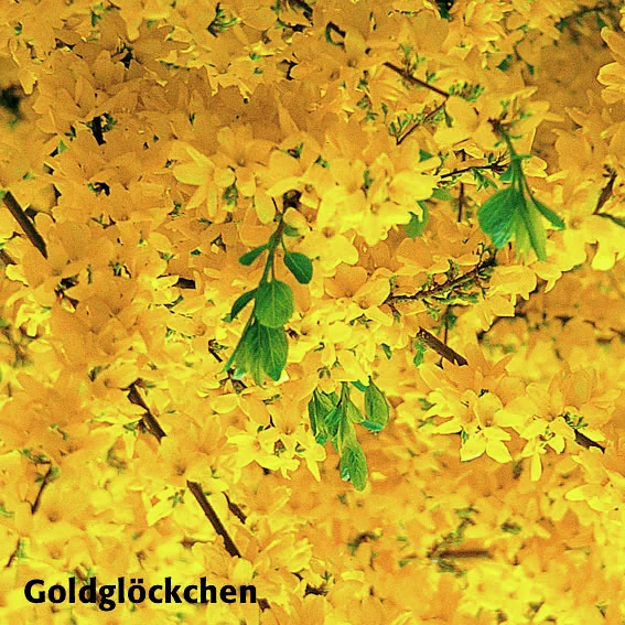 Ziergehölz-Set Blütenhecke