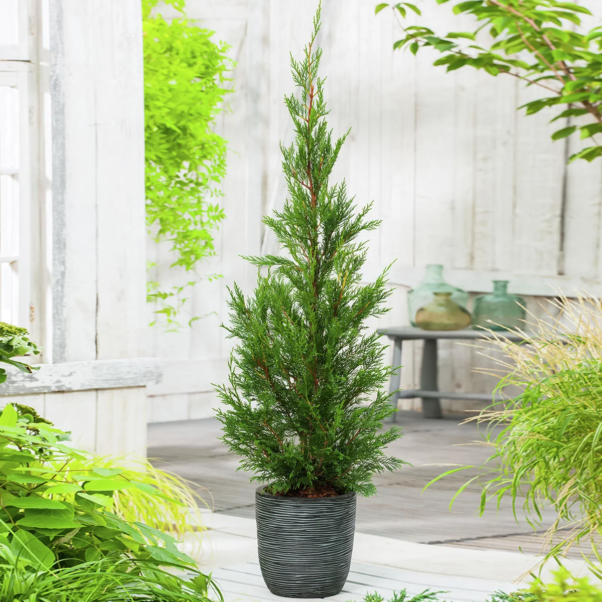 Leylandzypresse, Höhe ca. 25-30 cm