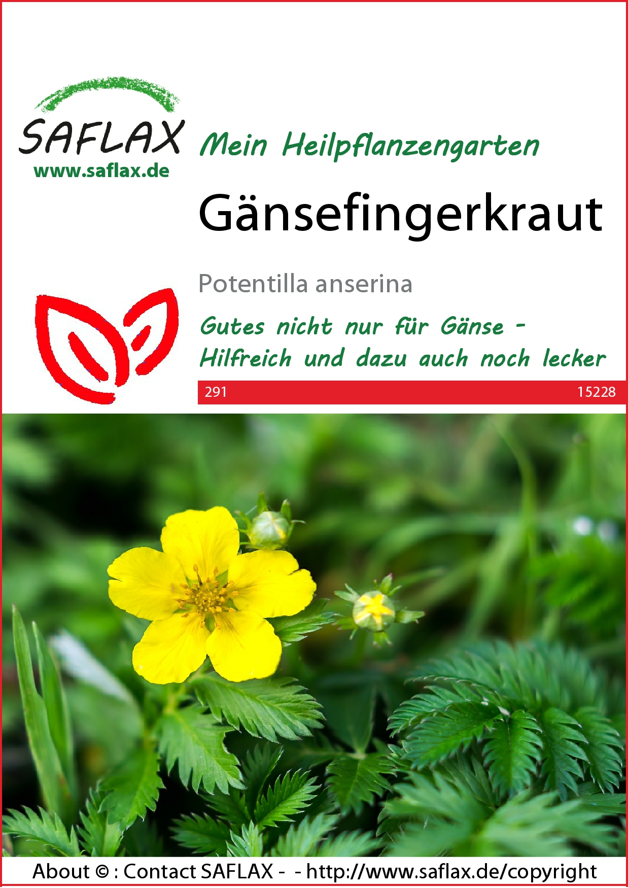 Gänsefingerkraut - Samen