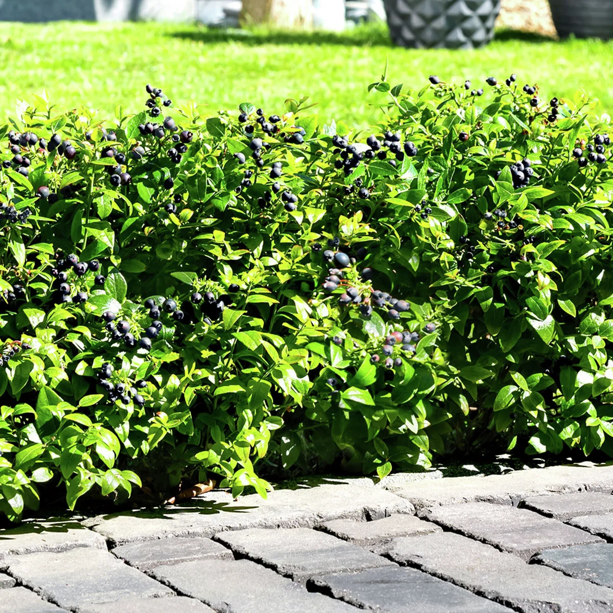 Heidelbeere BrazelBerry® Berry Bux® - im ca. 11 cm-Topf