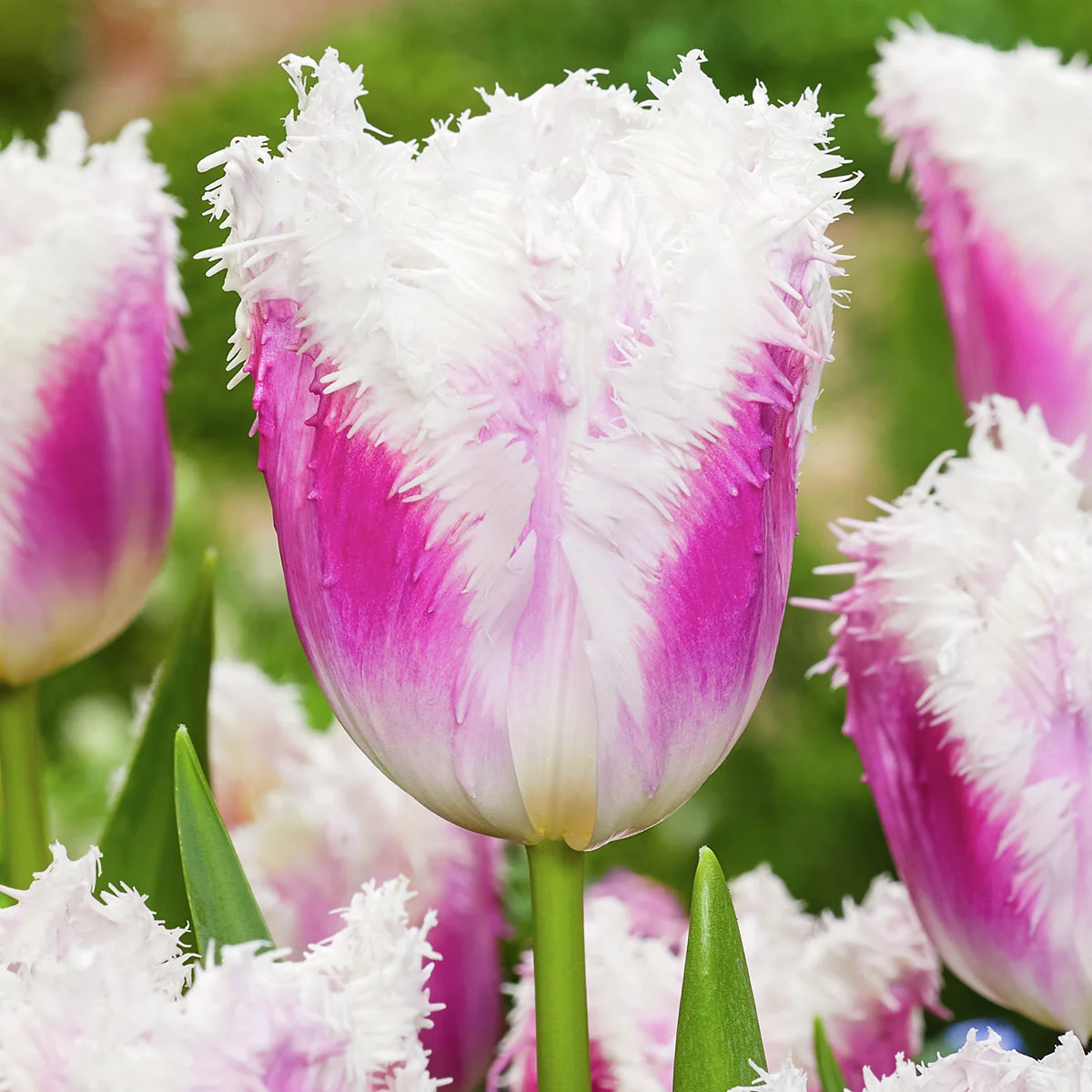 Tulpe Hawaii