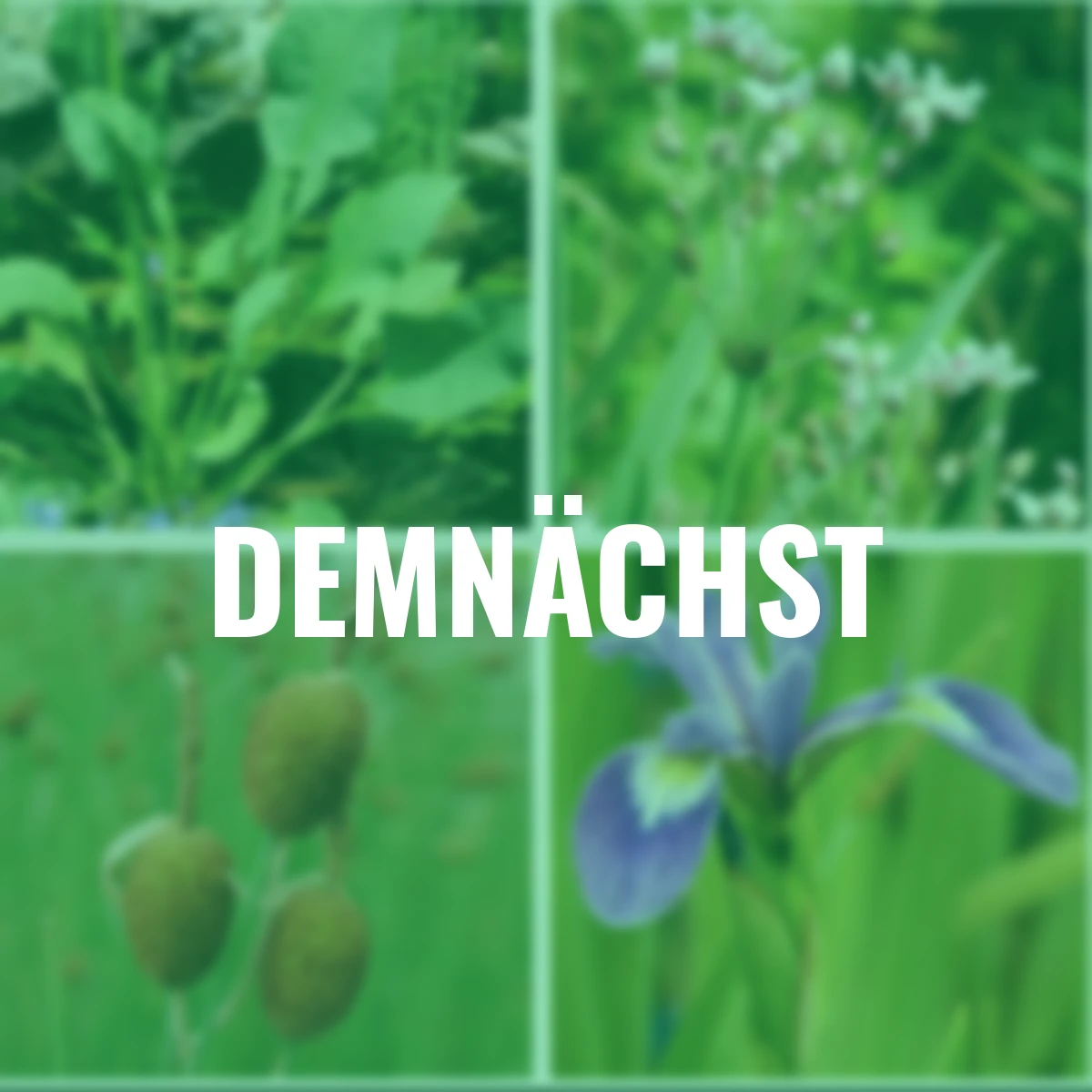 Wasserpflanzen-Set Teichzauber, Flachwasserzone