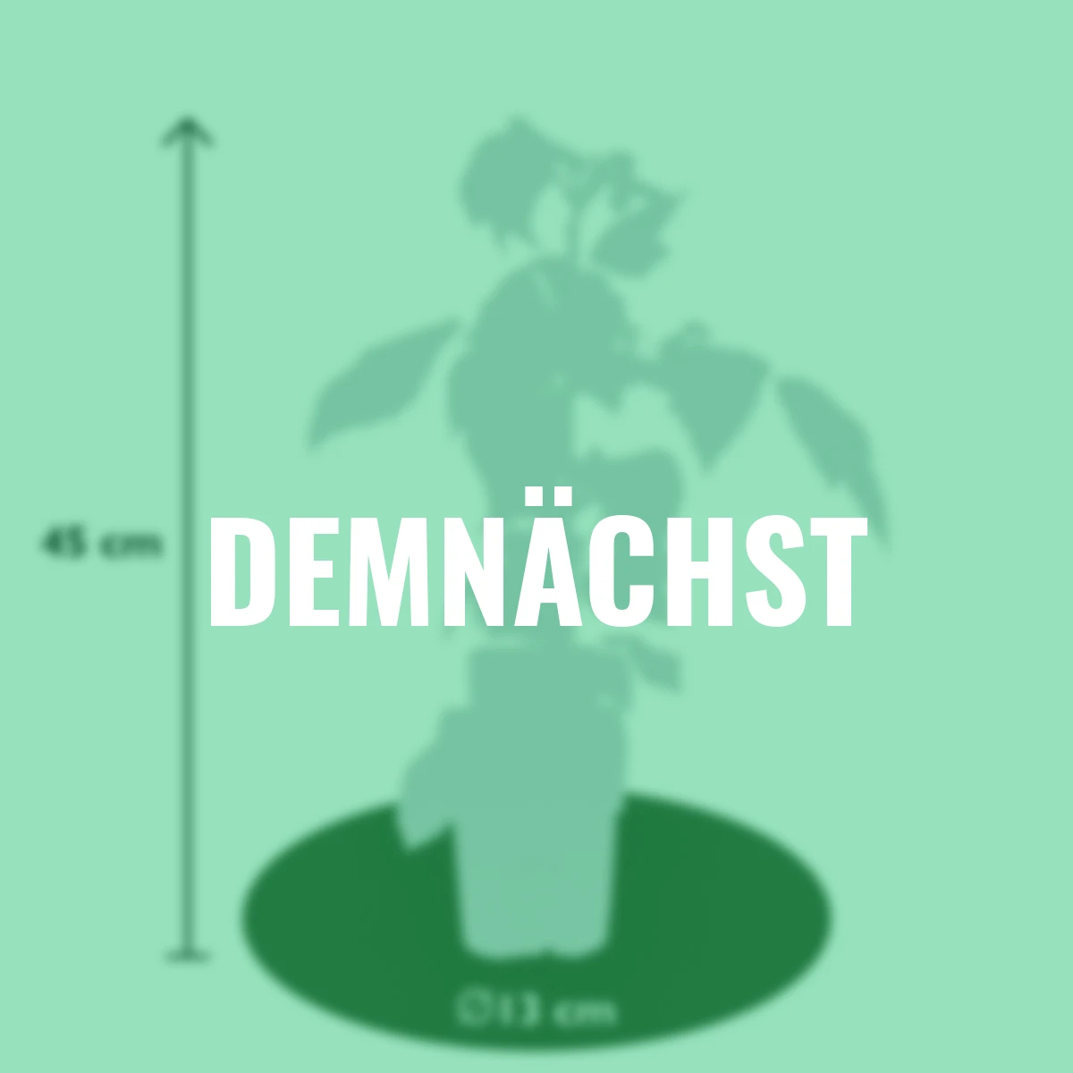 Japanische Weinbeere, Höhe ca. 40-50 cm