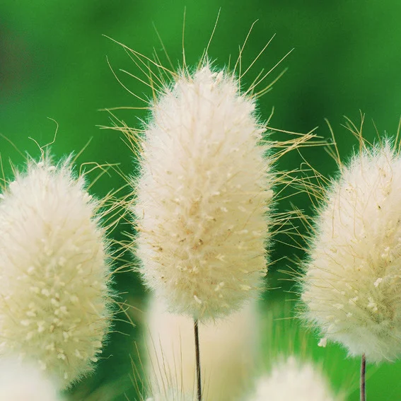 Hasenschwanzgrassamen Bunny Tails
