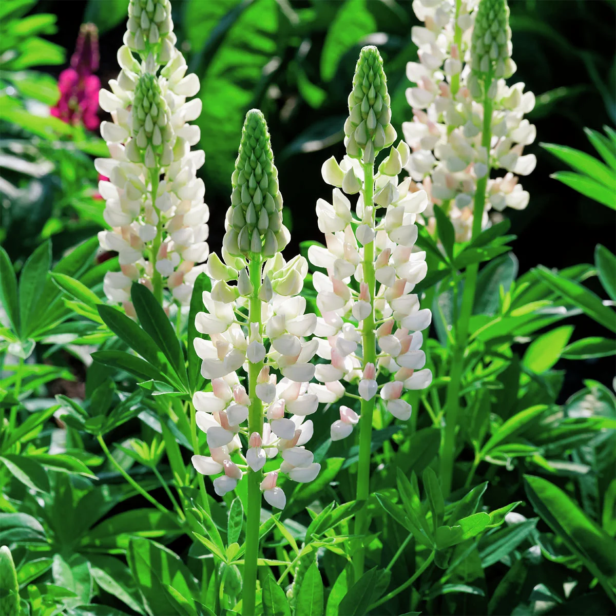 Lupine, weiß