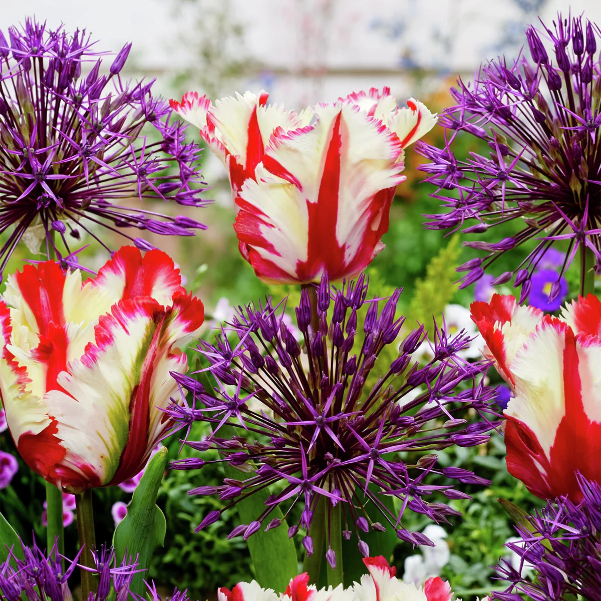 Blumenzwiebel-Mischung Sparkling Flames