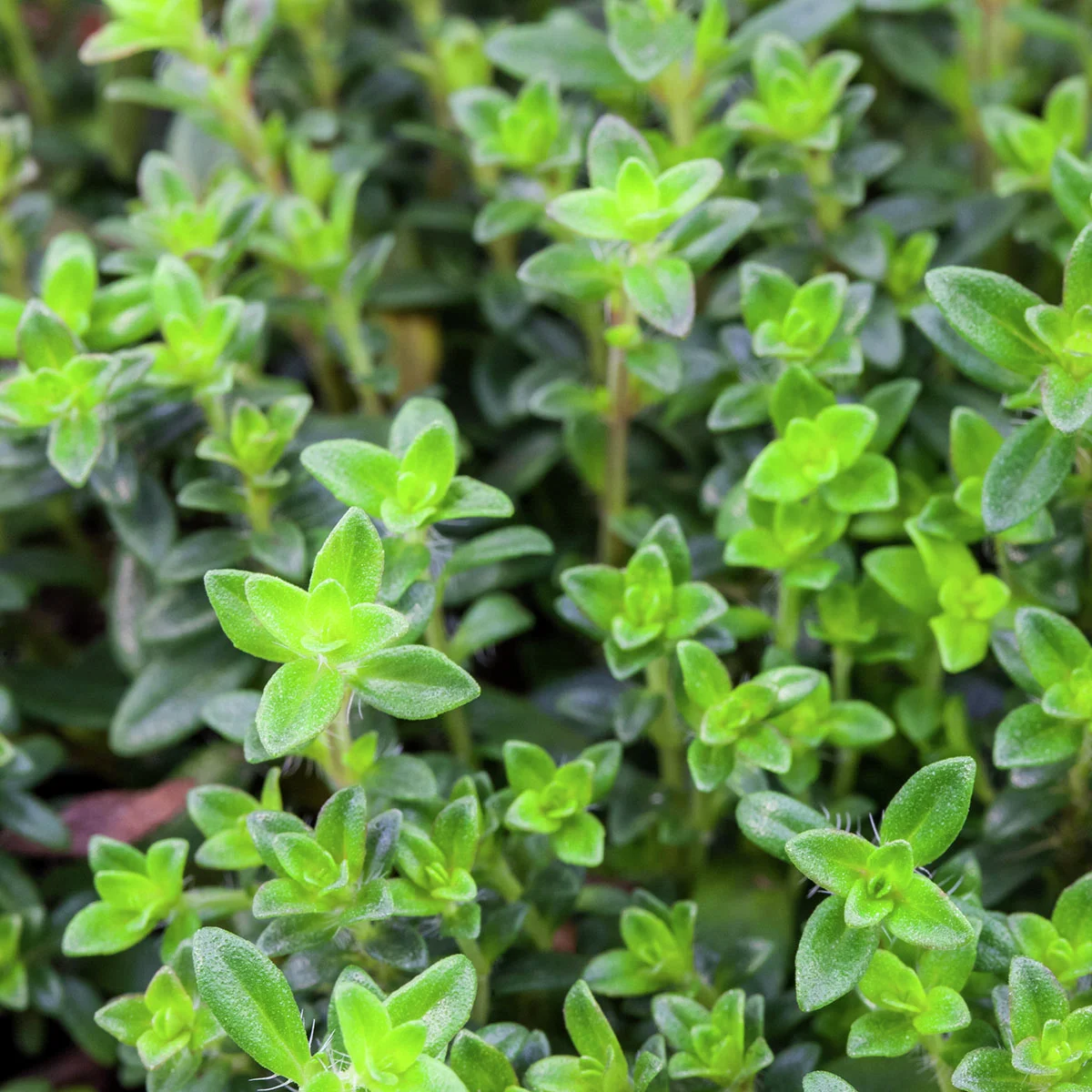 Eataliano Echter Thymian