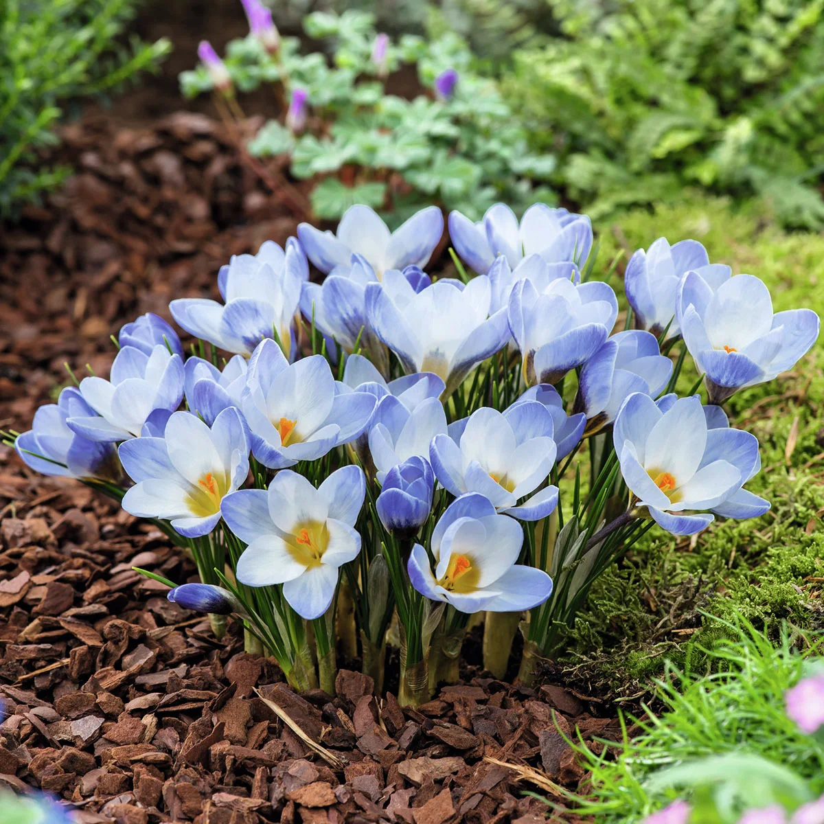 Wildkrokus Blaue Perle