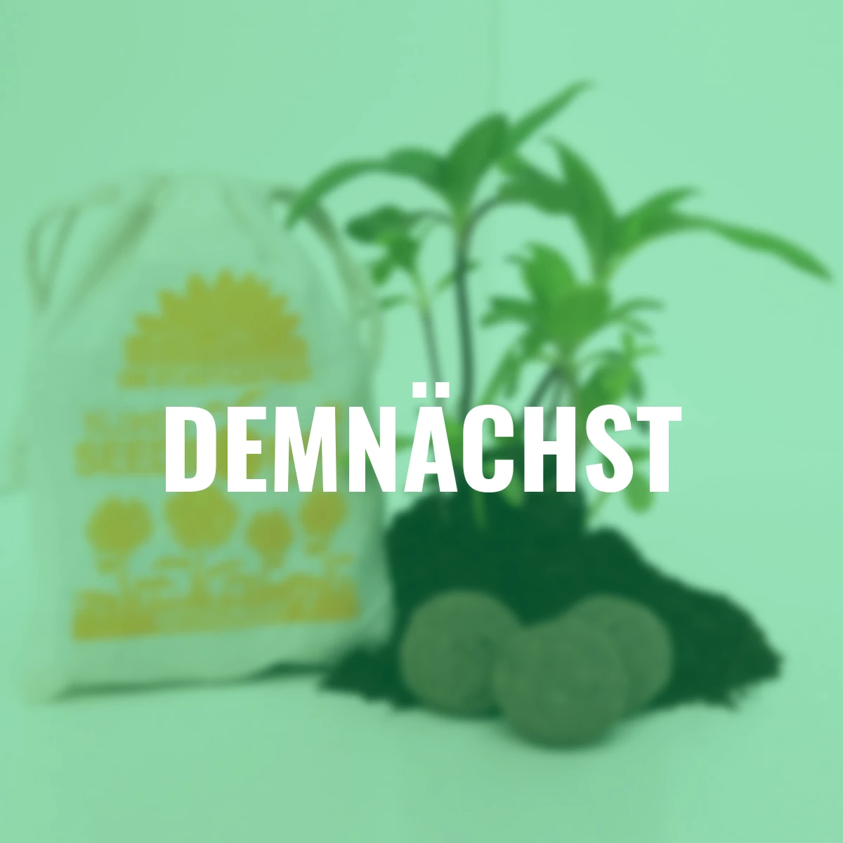 Blumen-Seedbombs Sonnenblumen