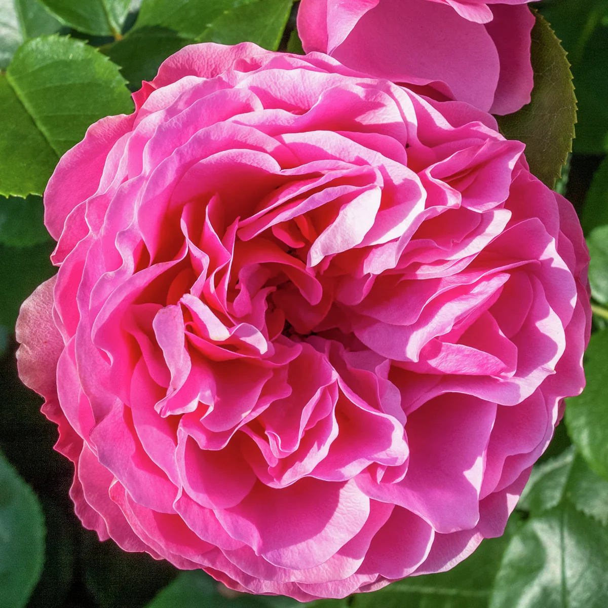 Beetrose Leonardo da Vinci, rosa, im ca. 23 cm-Topf