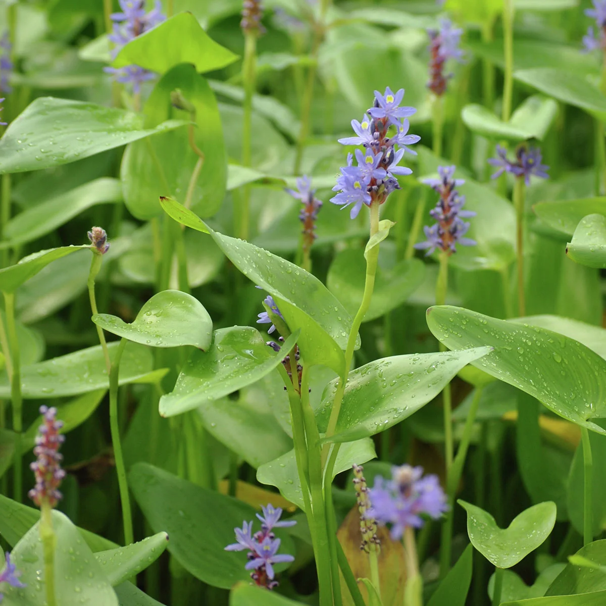 Hechtkraut, im ca. 11 cm-Topf