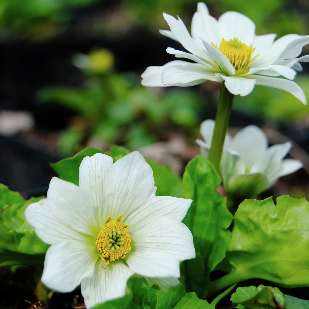 Weiße Sumpfdotterblume