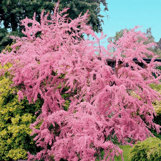 Frühlings-Tamariske