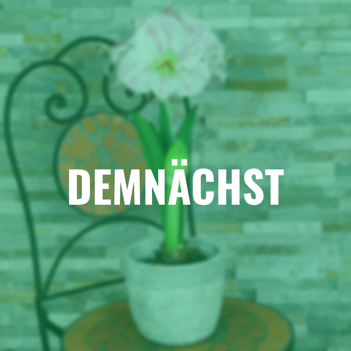 Amaryllis Cherry Bloss