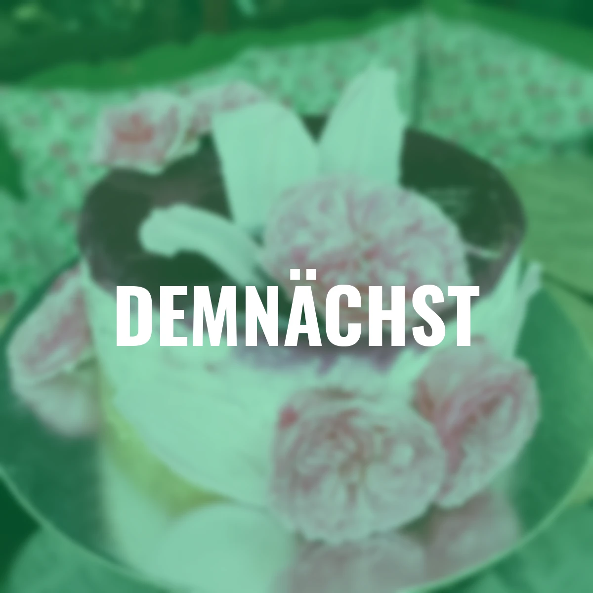 Essbare Culinaric Rose, rosa-apricot