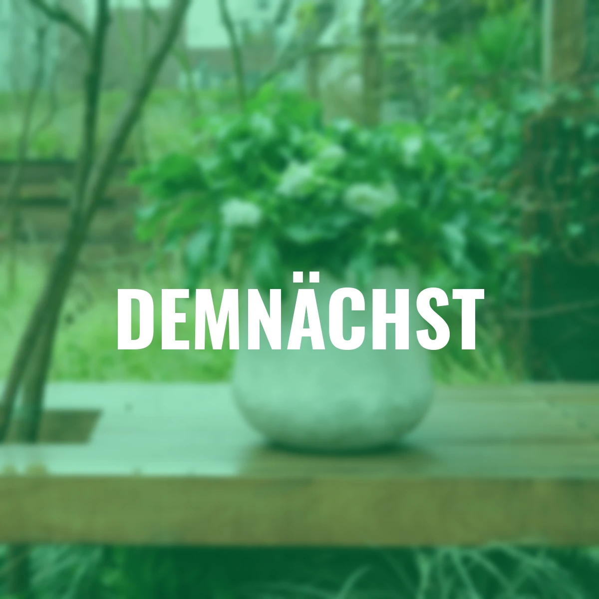 Lenzrose ViV Amalia, Höhe ca. 20-25 cm