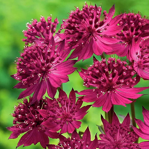 Sterndolde Venice(R)