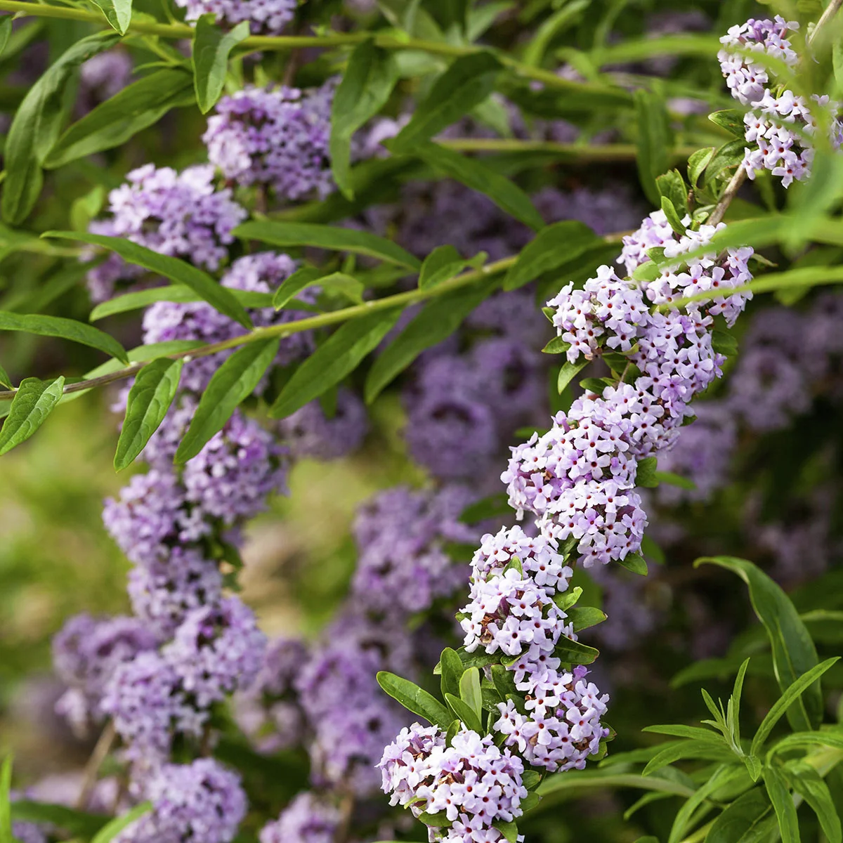 Wasserfall-Schmetterlingsflieder