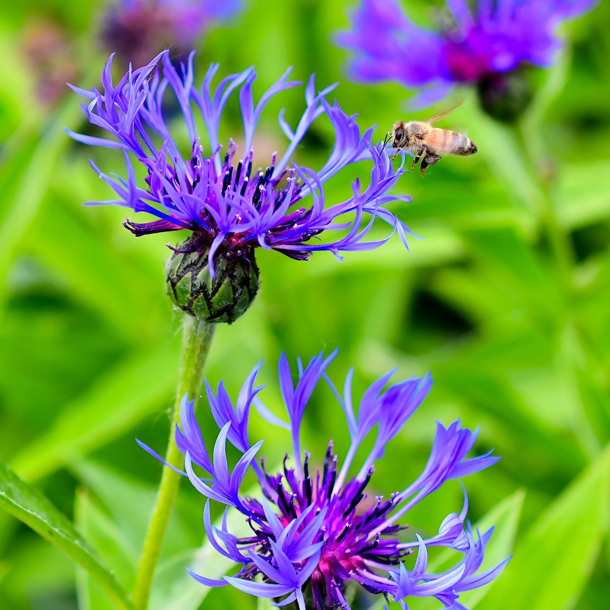 Berg-Flockenblume mit lila Blüten – bienenfreundliche Schattenstaude