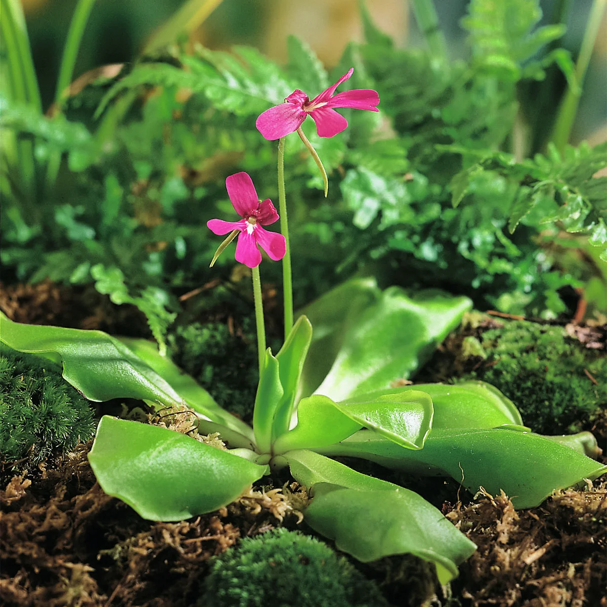 Fettkraut, Höhe ca. 10-20 cm