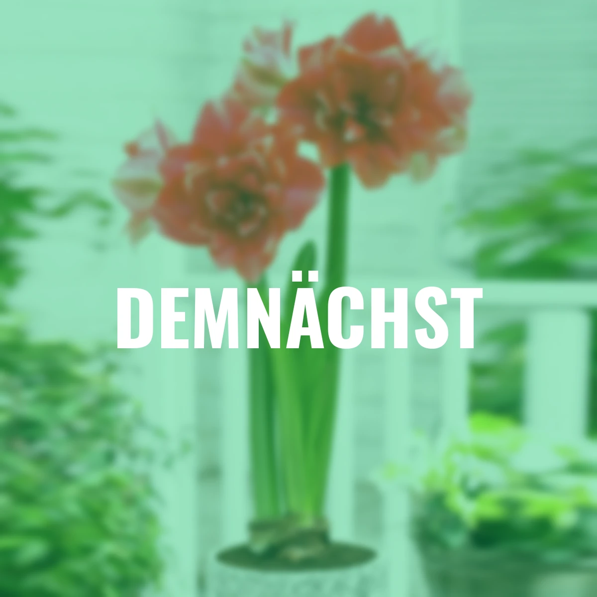 Amaryllis Double Dream