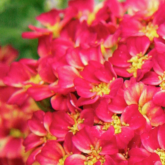 Schafgarbe Desert Eve™Red