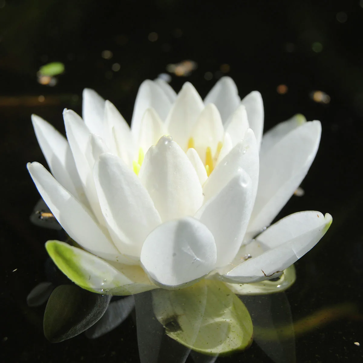 Seerose Albida, weiß