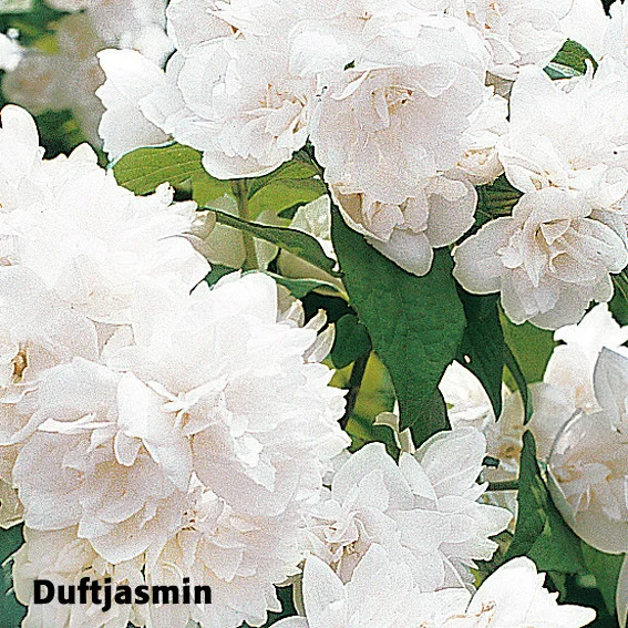 Ziergehölz-Set Blütenhecke