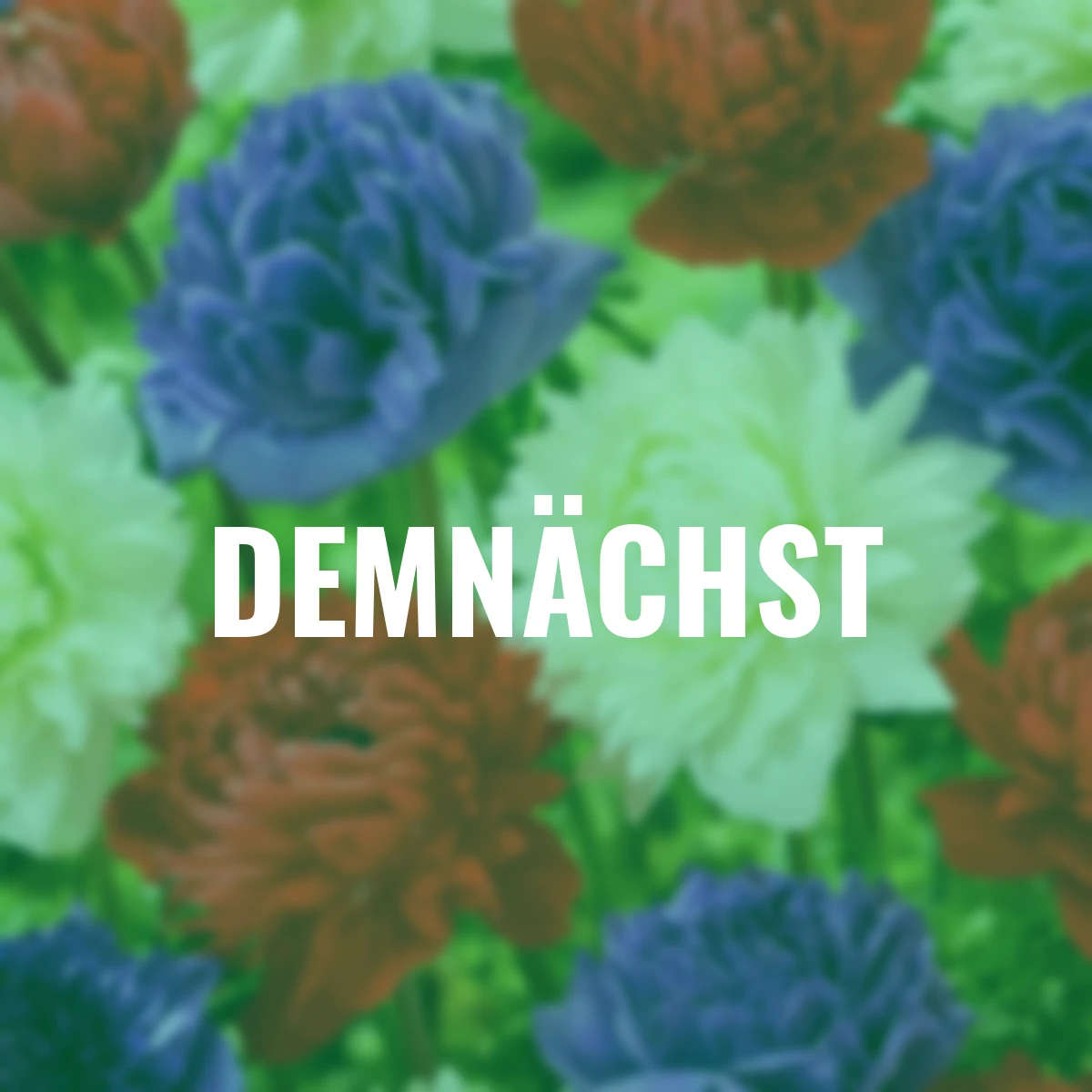 Anemonen-Mischung Fullstar