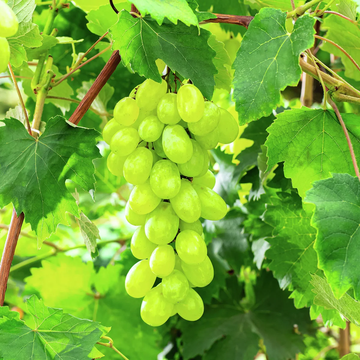 Weinrebe Romulus