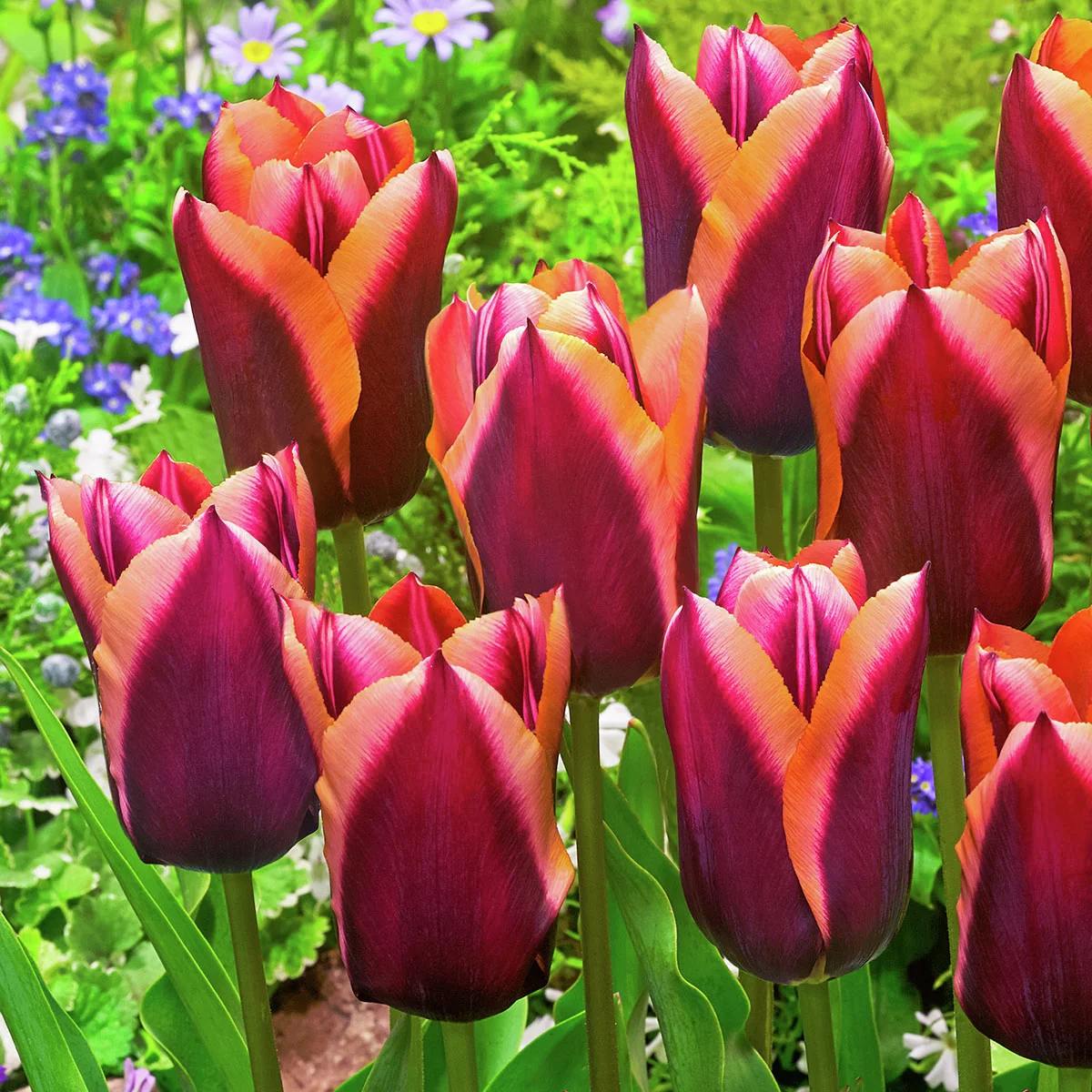 Tulpe Slawa