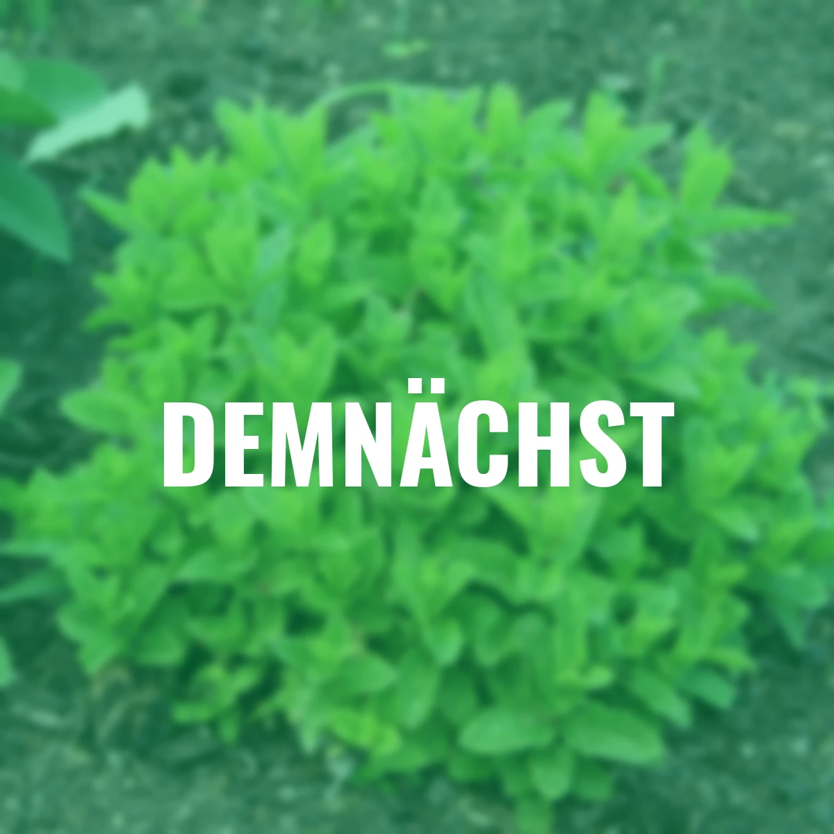 Kräuterpflanze Marokkanische Minze