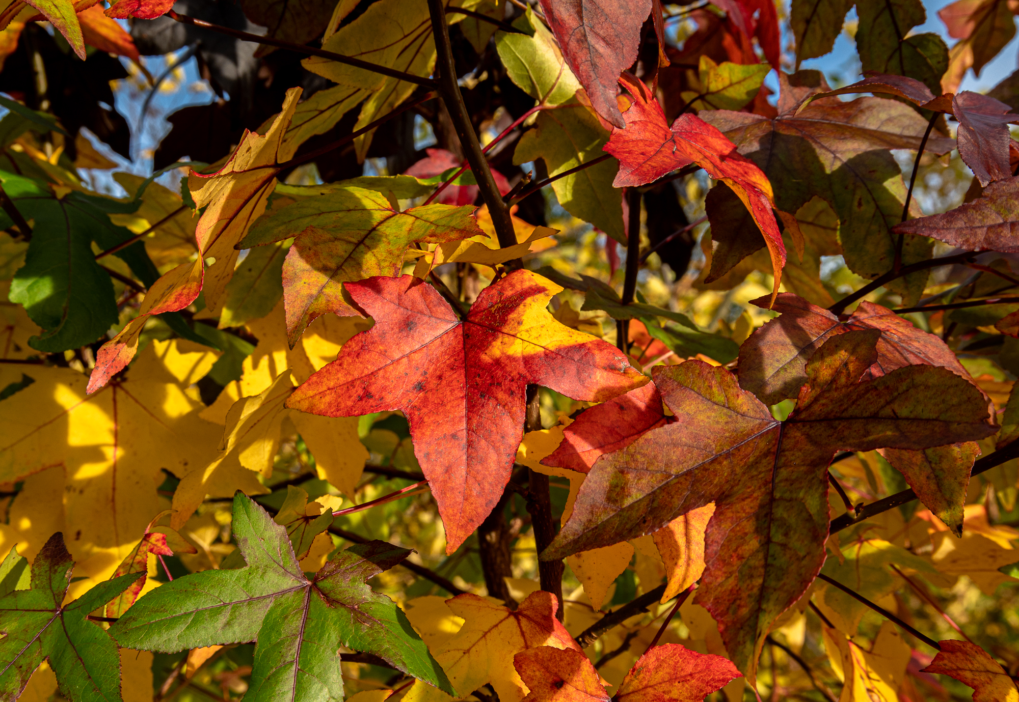 Amerikanischer Amberbaum (Seesternbaum)