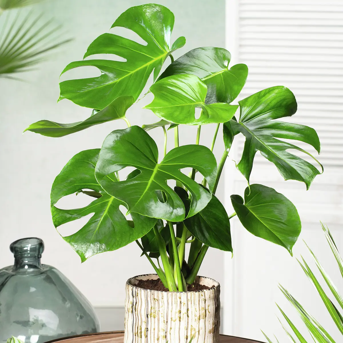 Fensterblatt Monstera, Höhe ca. 30-40 cm