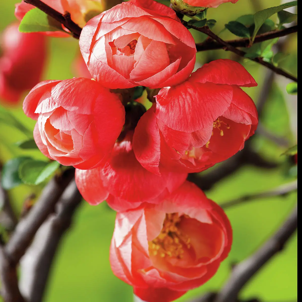 Japanische Zierquitte