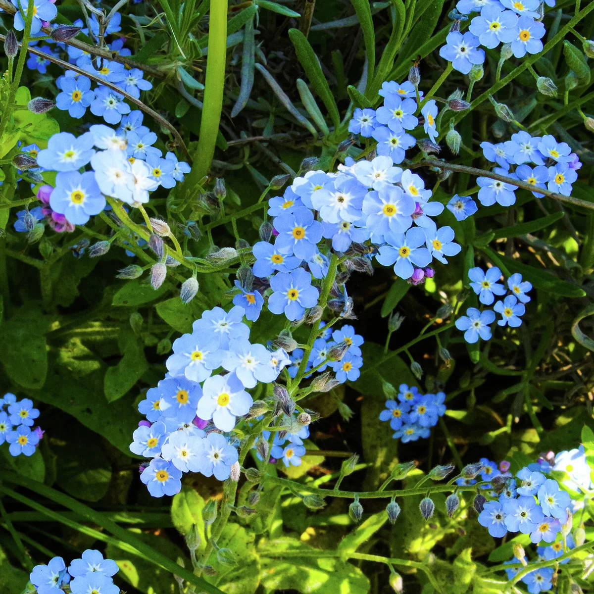 Sumpfvergissmeinnicht