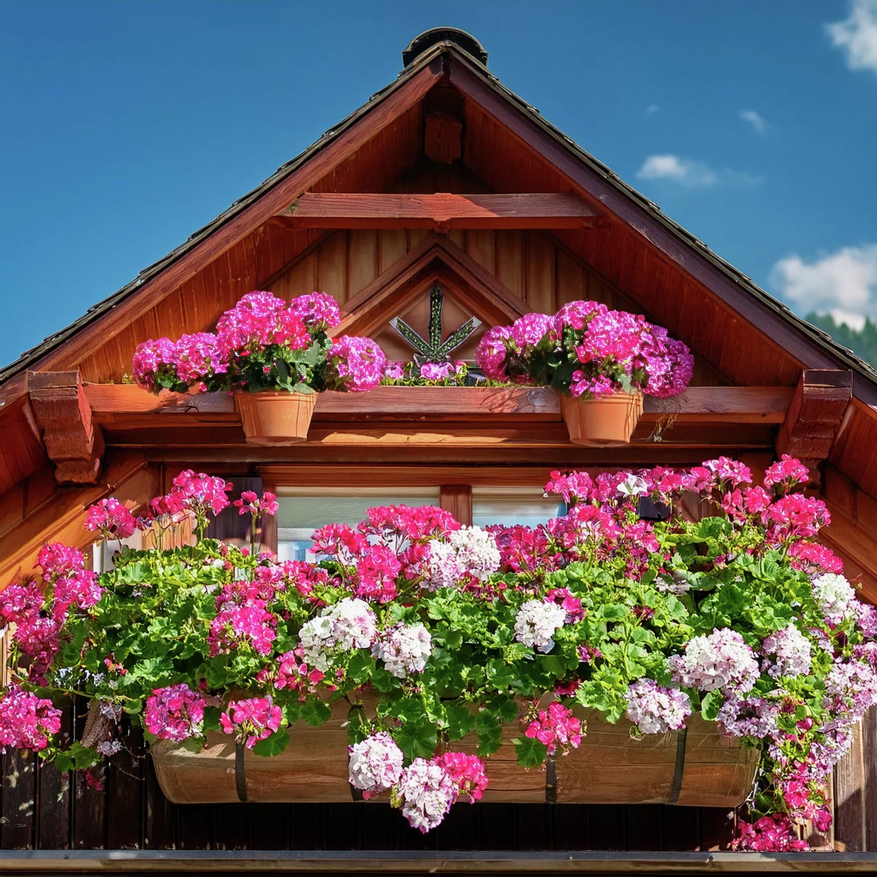 Sommerblumen-Set Geranienglück