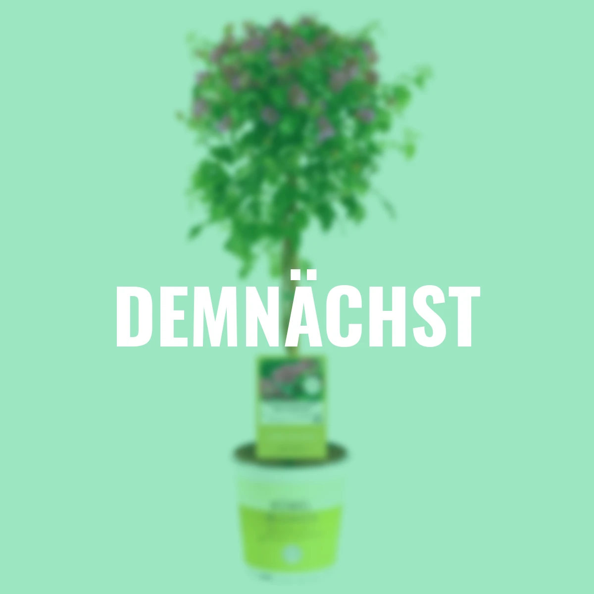 Wunderblumen Pyramide