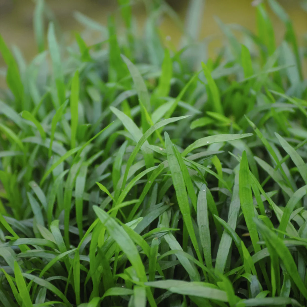 Brasilianische Graspflanze