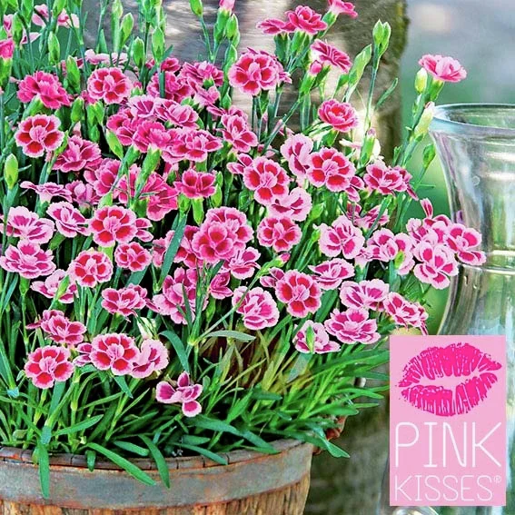 Prinzess-Nelke Pink Kisses(R)
