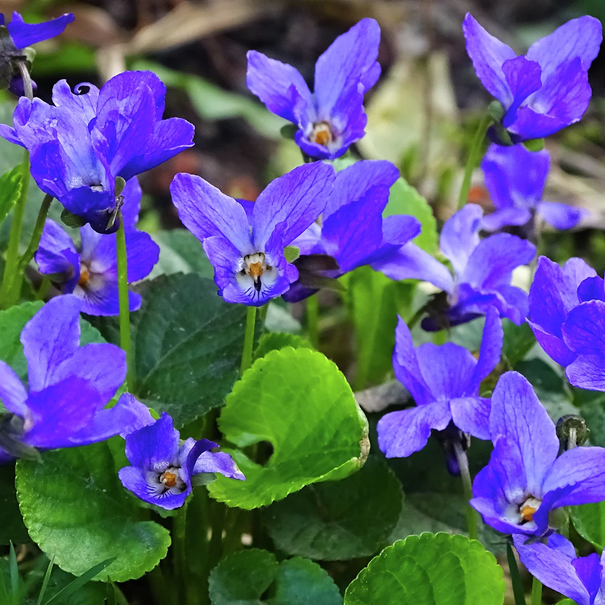 Duft-Veilchen, violett