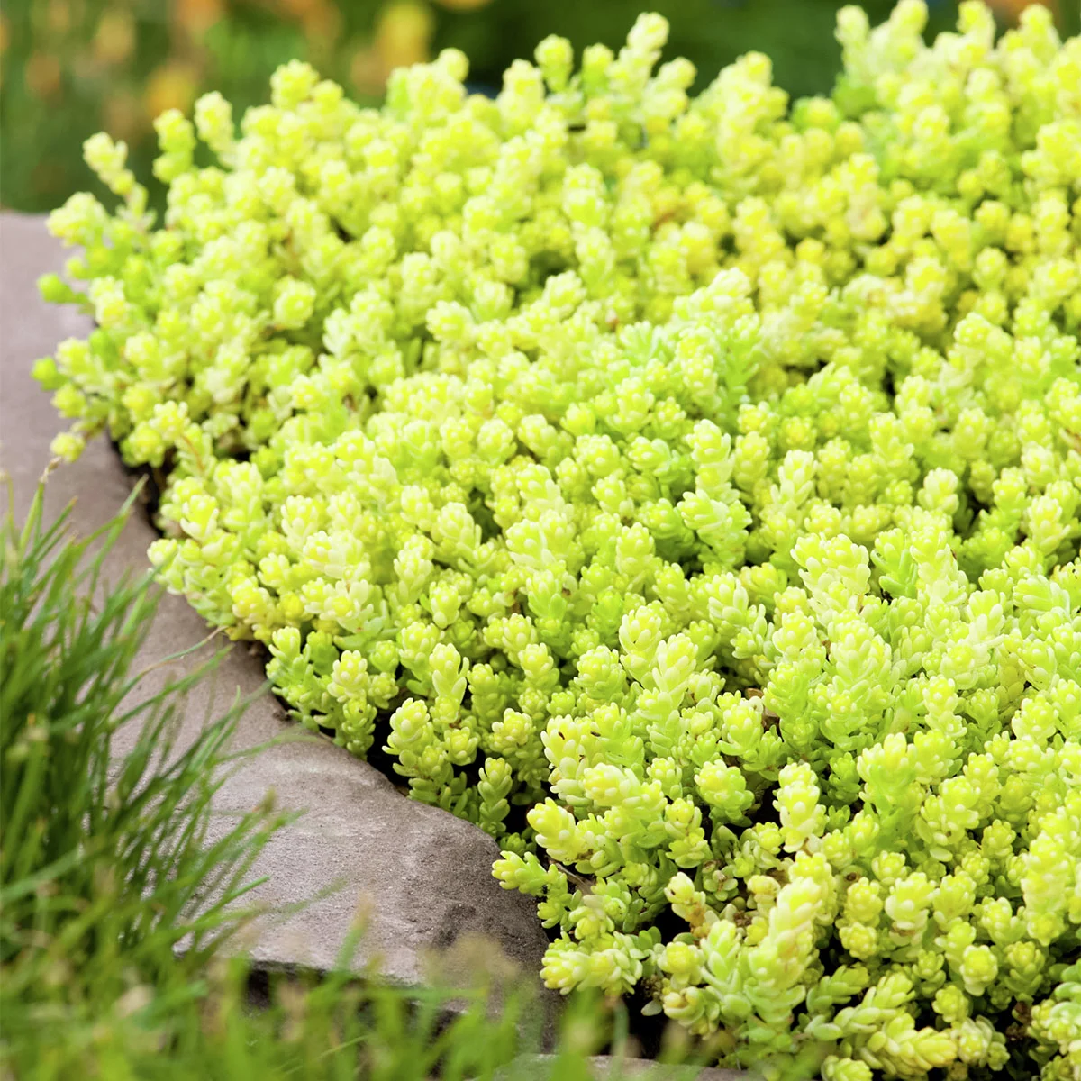 Mauerpfeffer Yellow Queen