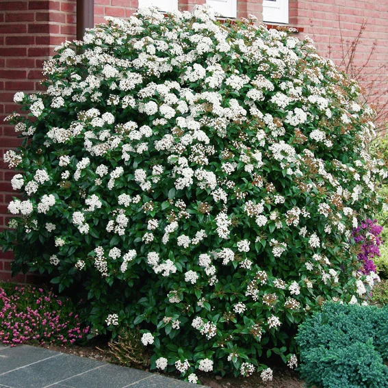 Immergrüner Schneeball Eve Price