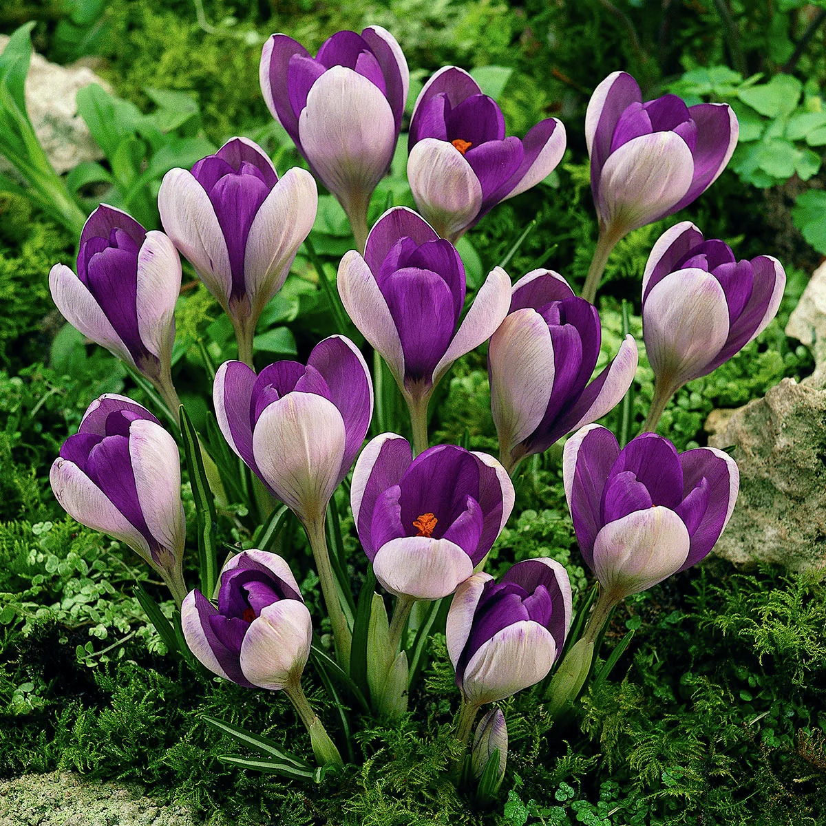 Wildkrokus Yalta